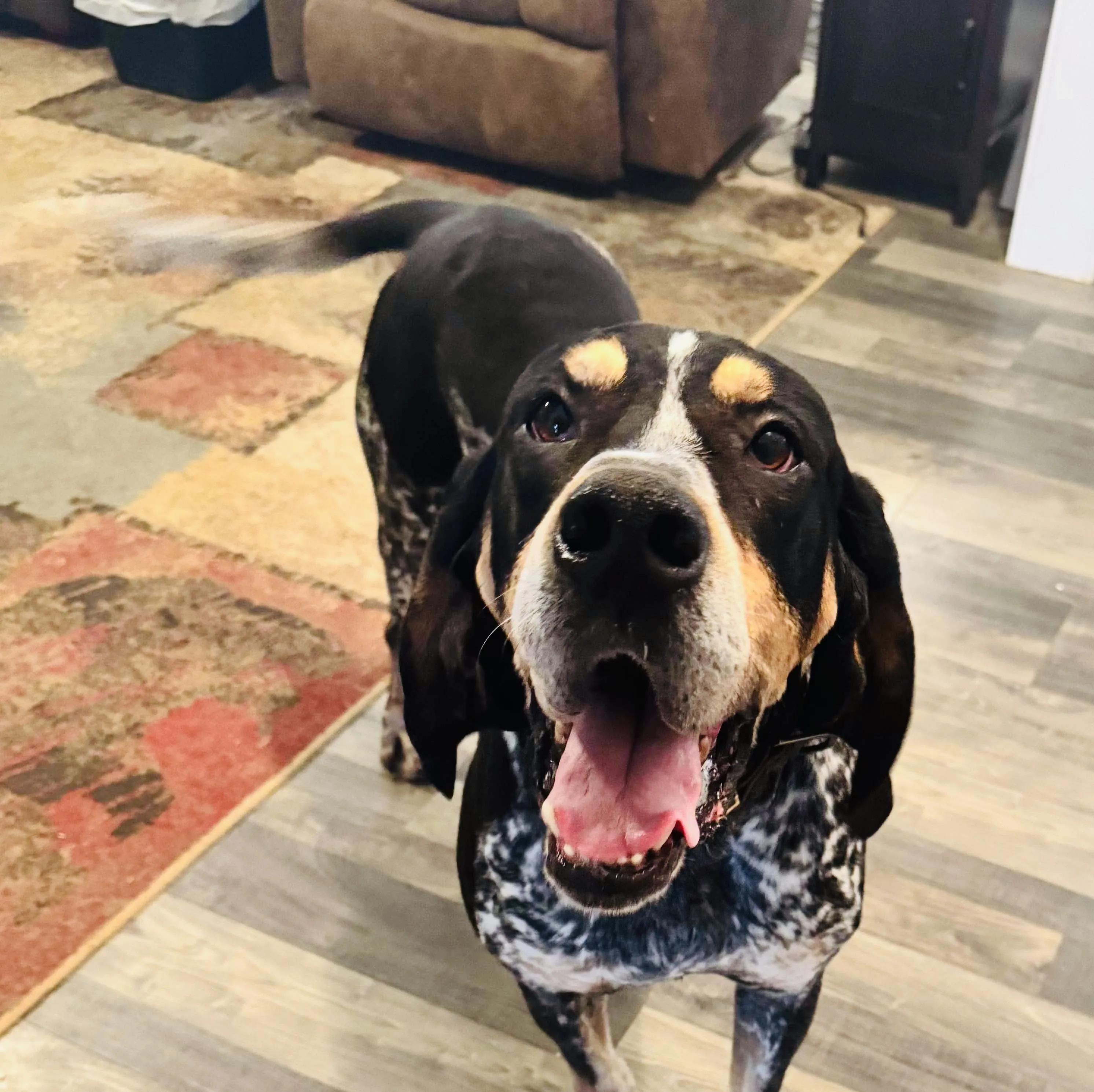 A Bluetick Coonhound puppy resting comfortably on a soft blanket, showcasing its unique markings.