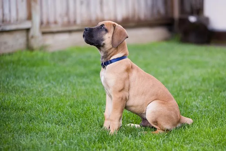 A Boerboel puppy sitting in profile in a backyard, looking attentively.