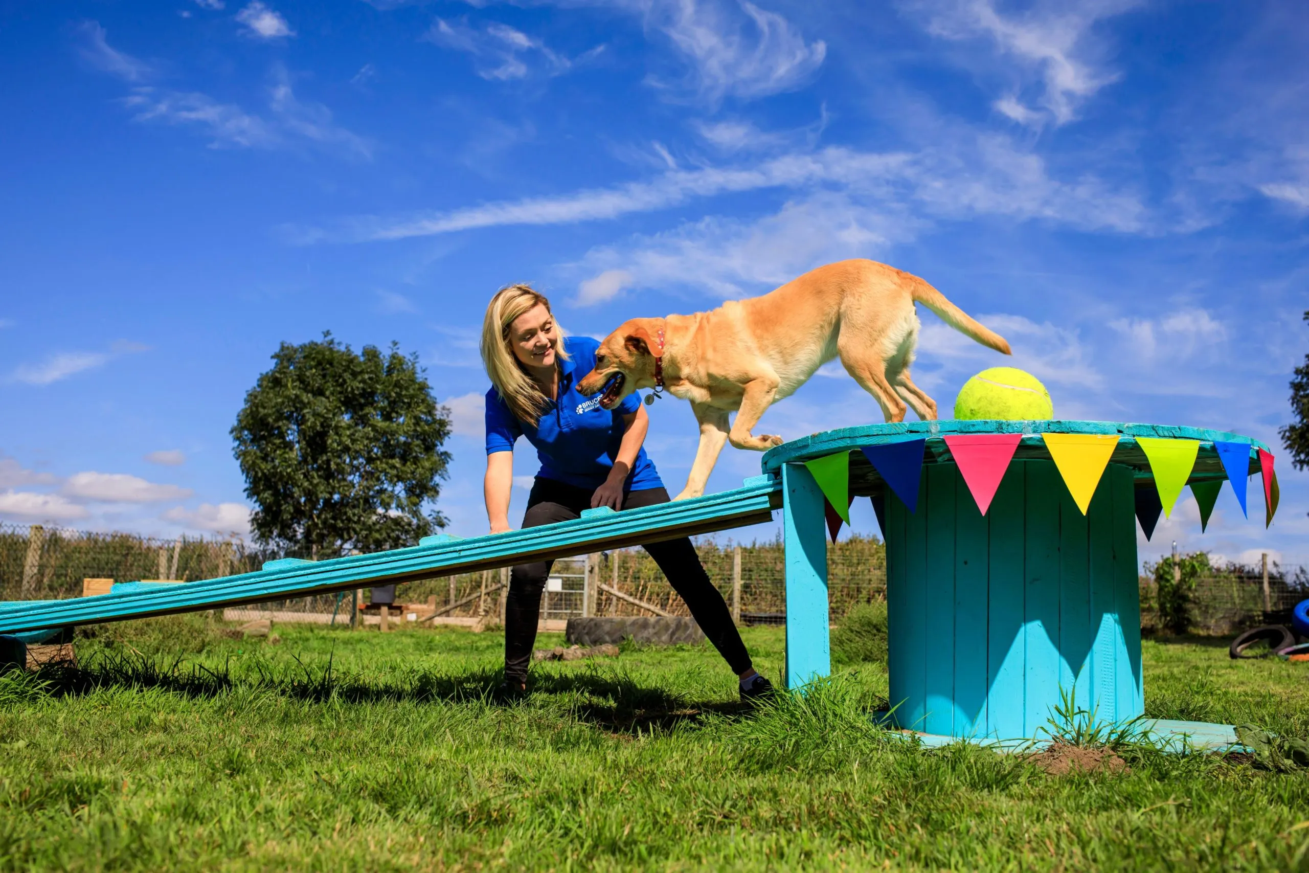 A Border Collie dog jumping over an agility hurdle with precision and joy at Bruce's Doggy Day Care