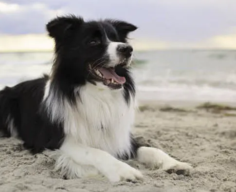 A Border Collie looking attentively with gentle eyes