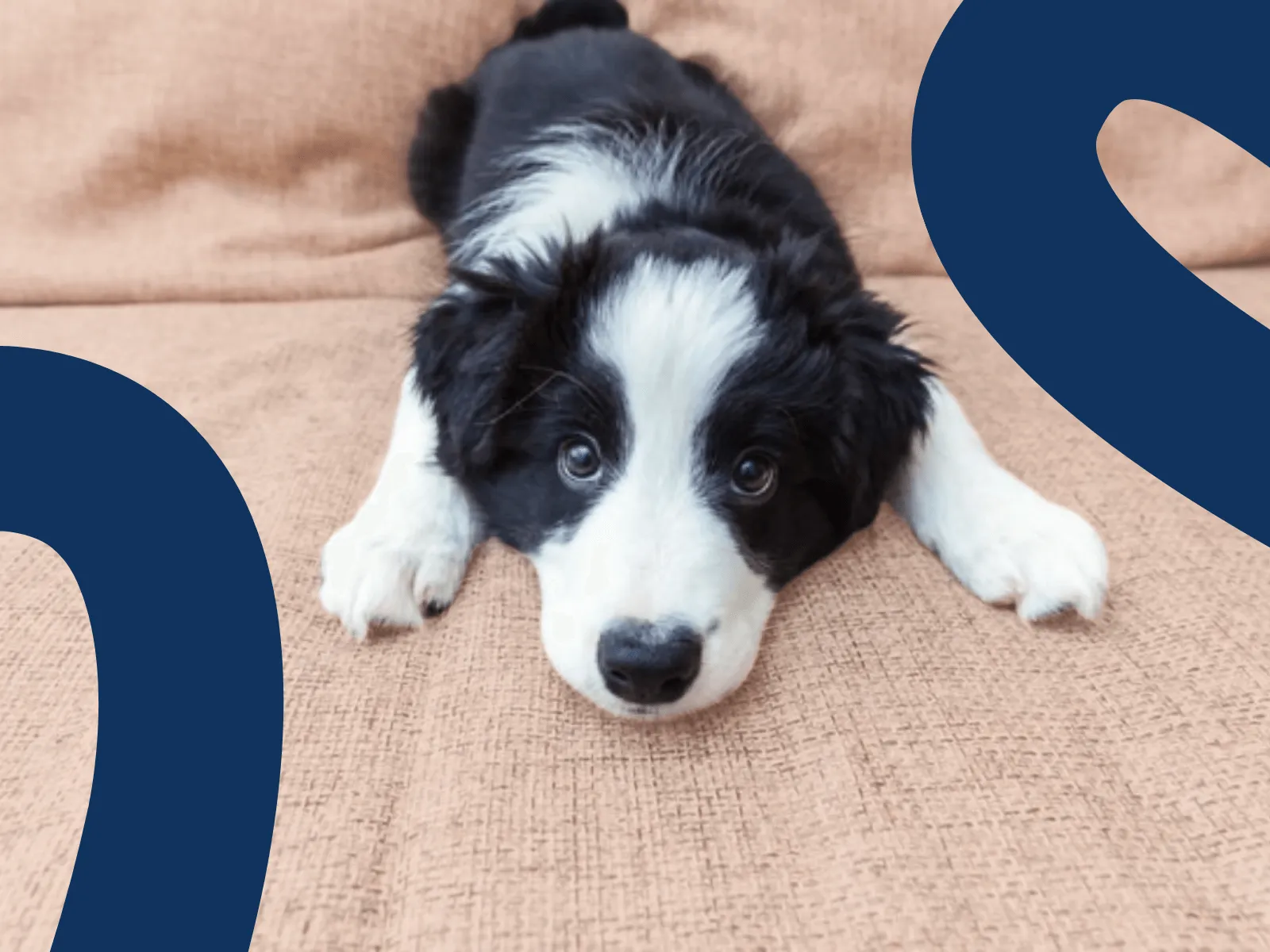 A Border Collie puppy sits attentively, looking at a human hand, possibly receiving a treat or preparing for a 'sit' command.