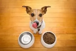 A bowl of healthy dog food, accompanied by dental treats, emphasizing the role of diet in canine dental care