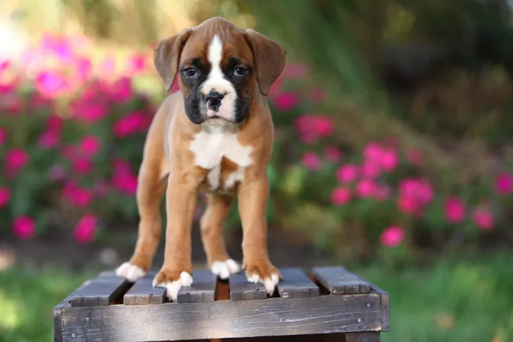 A Boxer puppy standing on top of a wooden crate outdoors with colorful flowers in the background, looking curious.