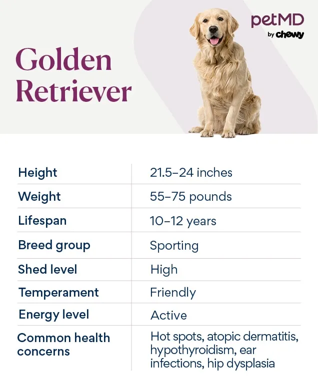 A breed chart depicting a golden retriever, highlighting its physical characteristics and typical coat color.