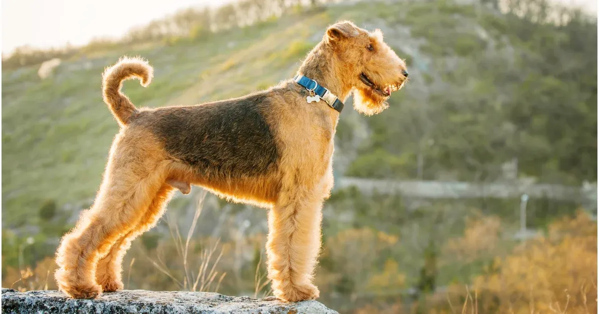 A brown and black Airedale Terrier with a square shaped head standing side on in front of a mountain