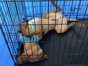 A brown and white dog lying comfortably inside a dark dog crate with a soft bed.