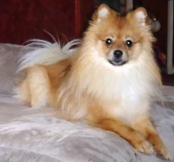 A brown and white Pomeranian with a fluffy coat is relaxing on a bed, looking forward with bright, attentive eyes.