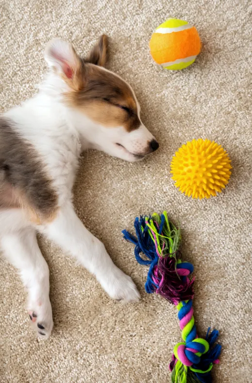 A brown and white puppy rests peacefully on the floor, surrounded by dog toys, illustrating a calm sleep environment