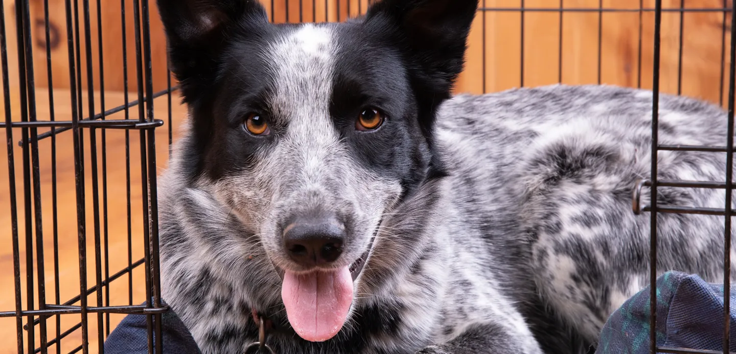 A brown dog sitting calmly inside a wire crate, demonstrating a non-violent training method for behavior correction