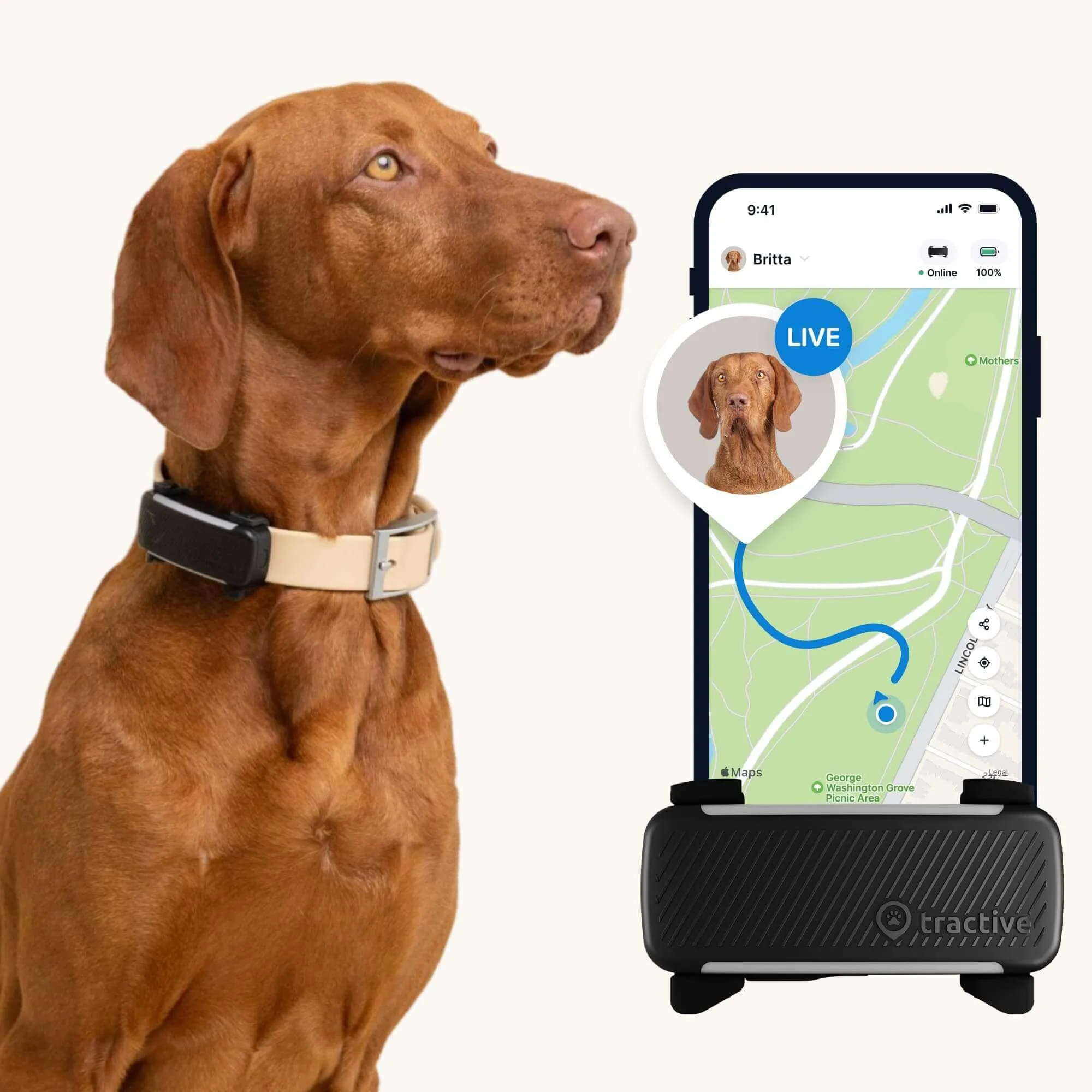 A brown dog wearing a Tractive GPS dog tracker collar, with a screenshot of the app showing live tracking