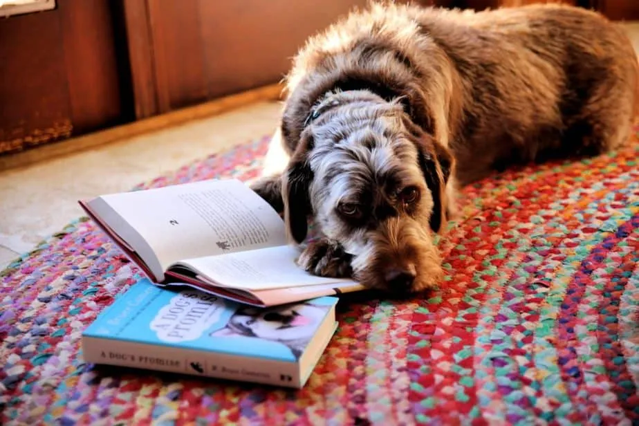 A brown rescue dog resting its paw on two W. Bruce Cameron books