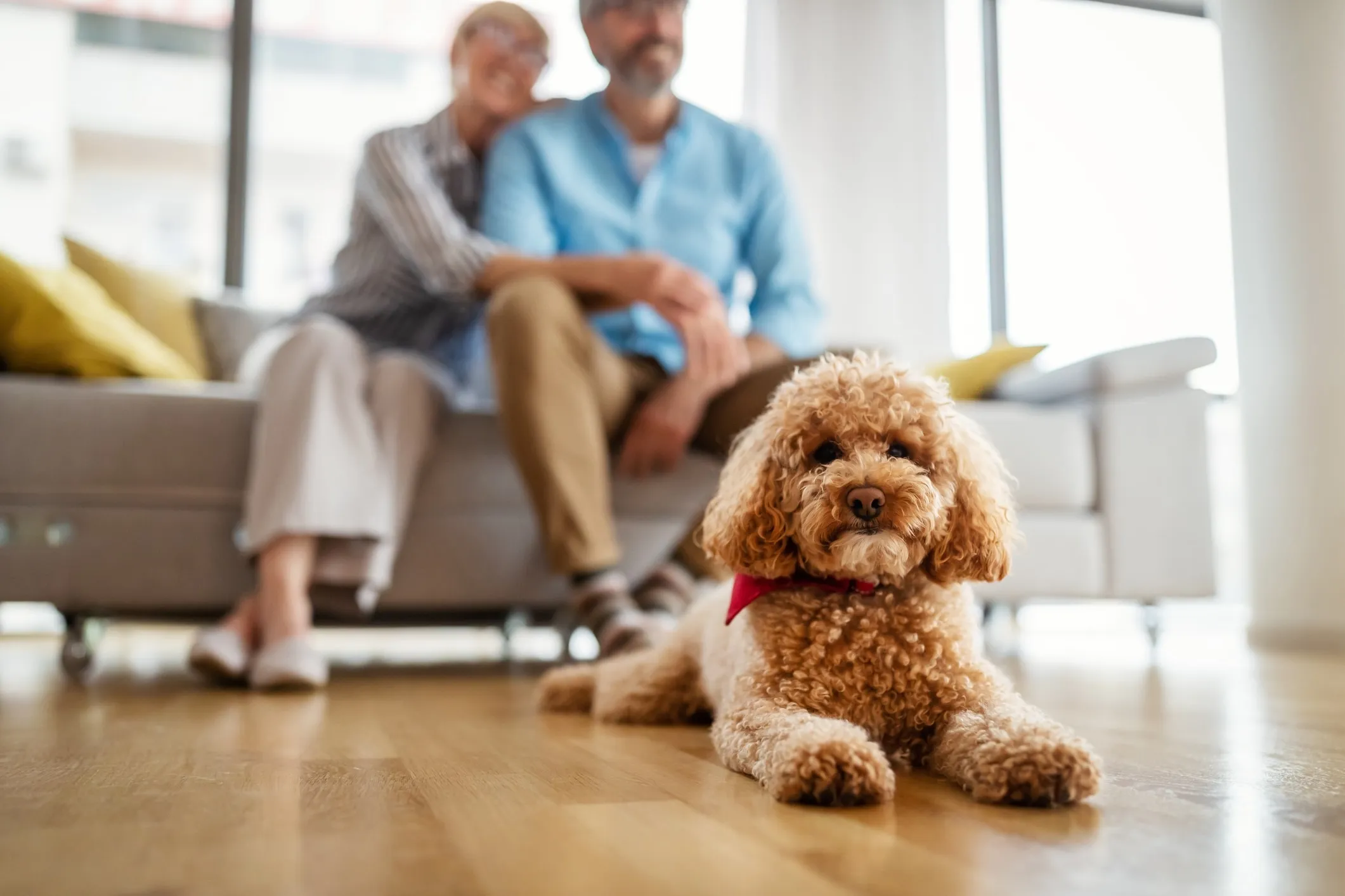 A brown Toy Poodle dog rests comfortably on a living room floor, with its pet parents seated behind it, indicating a peaceful home environment.