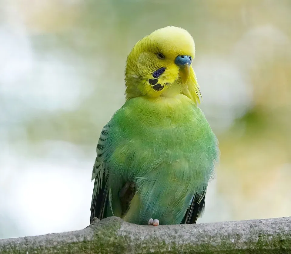 A budgie intently eating from a food dish, highlighting healthy dietary practices.