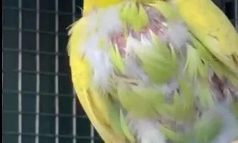 A budgie with noticeable bald patches on its chest due to feather plucking.