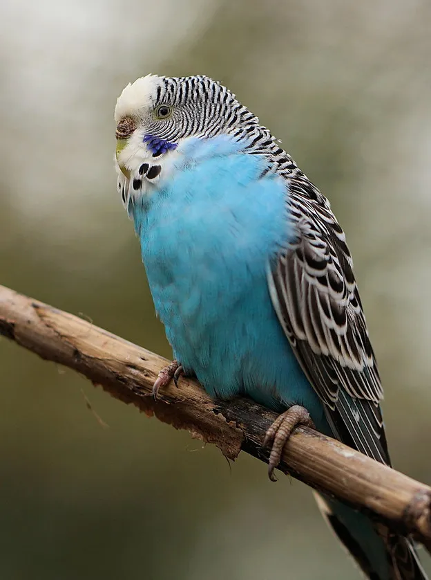 A budgie with ruffled feathers, possibly indicating illness, needing veterinary attention.