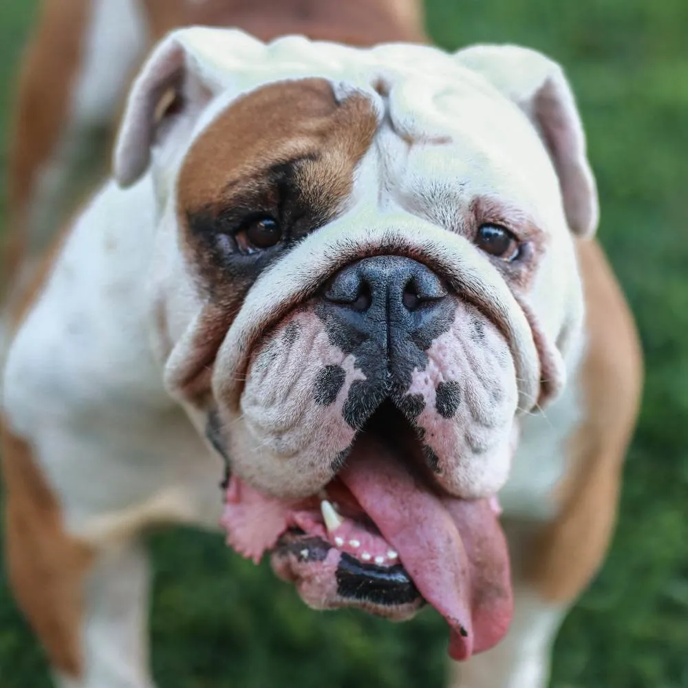 A Bulldog with characteristic wrinkles and a sturdy build standing on grass