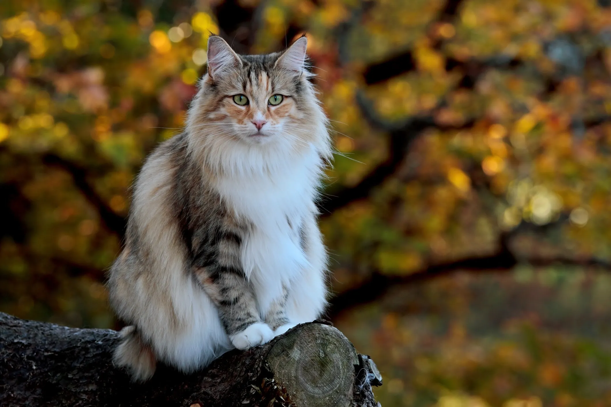 A calico Norwegian Forest Cat sitting on a log, demonstrating its fluffy and large appearance.