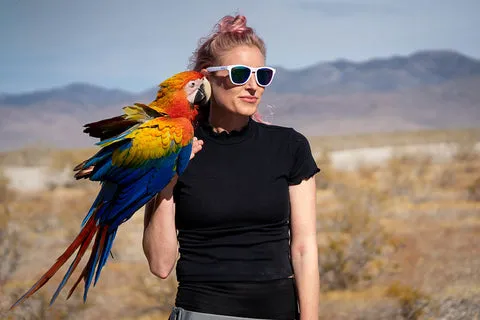 A camelot macaw in an outdoor aviary.