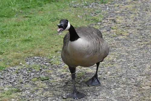 A Canada goose honking loudly to warn off intruders near its territory