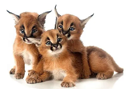 A caracal cat, known for its powerful build and sharp senses