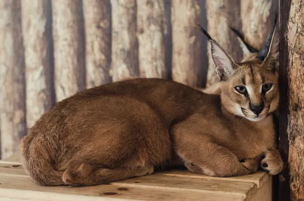 A Caracal cat sitting majestically, showcasing its powerful build and elegant posture