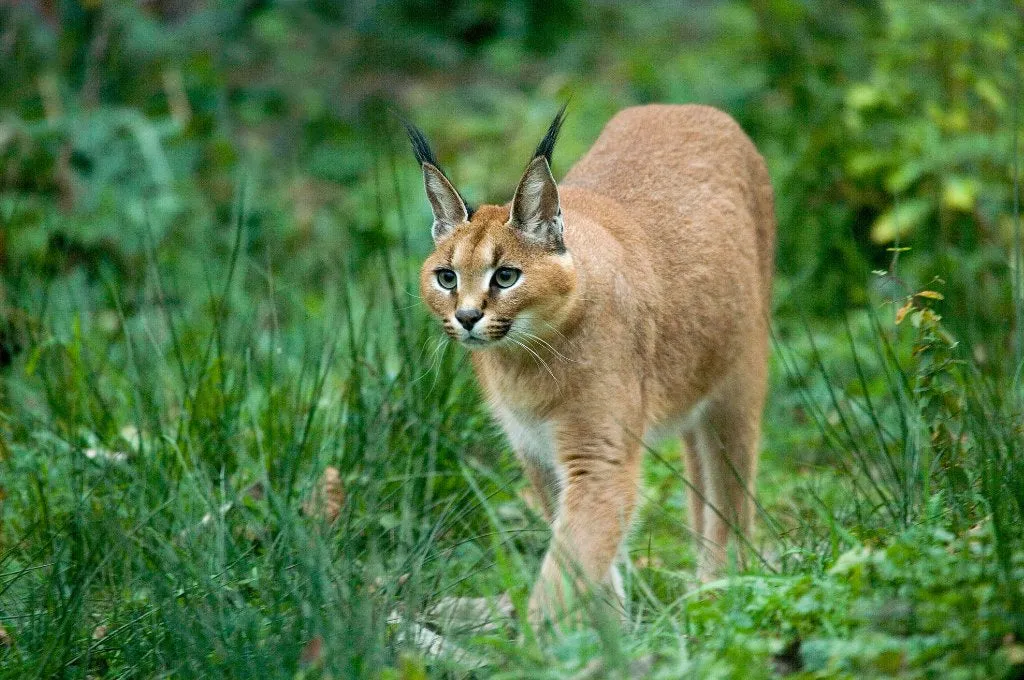 A Caracal cat with its distinctive long, tufted ears and alert gaze, embodying the 'Floppa' image