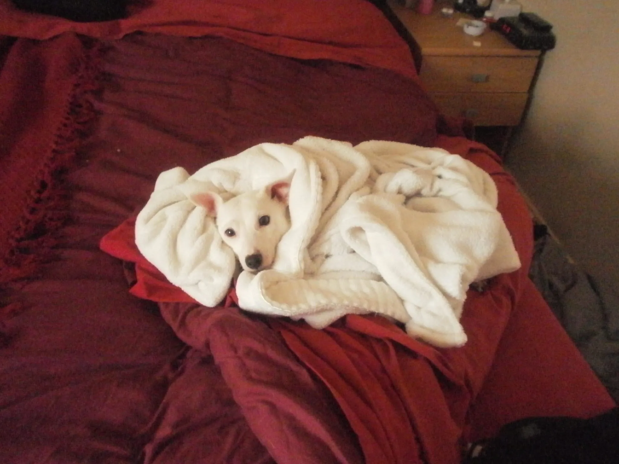A caring pet sitter engaging with a happy dog during a walk, demonstrating professional pet care.
