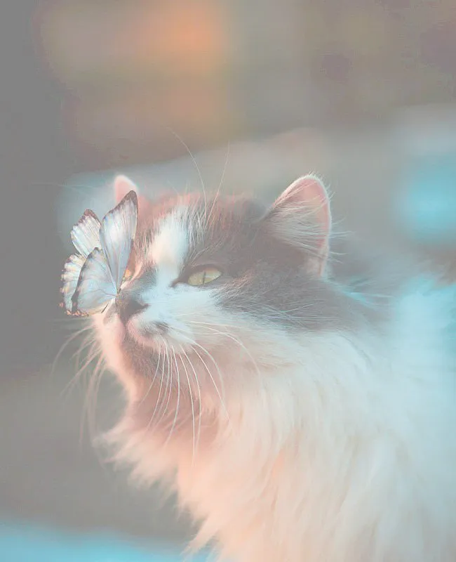 A caring veterinary technician comforting a cat during a check-up