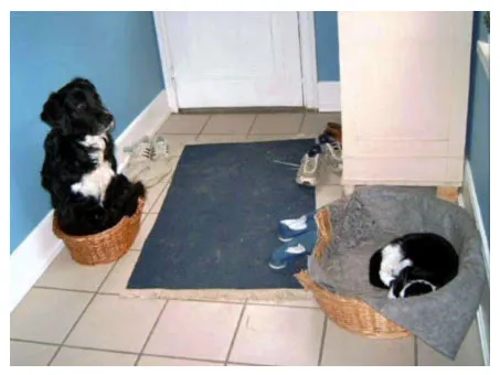 A cat comfortably sleeping on a dog's bed, demonstrating peaceful coexistence