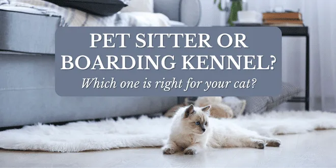 A cat contemplating the choices between pet sitting and boarding kennel options