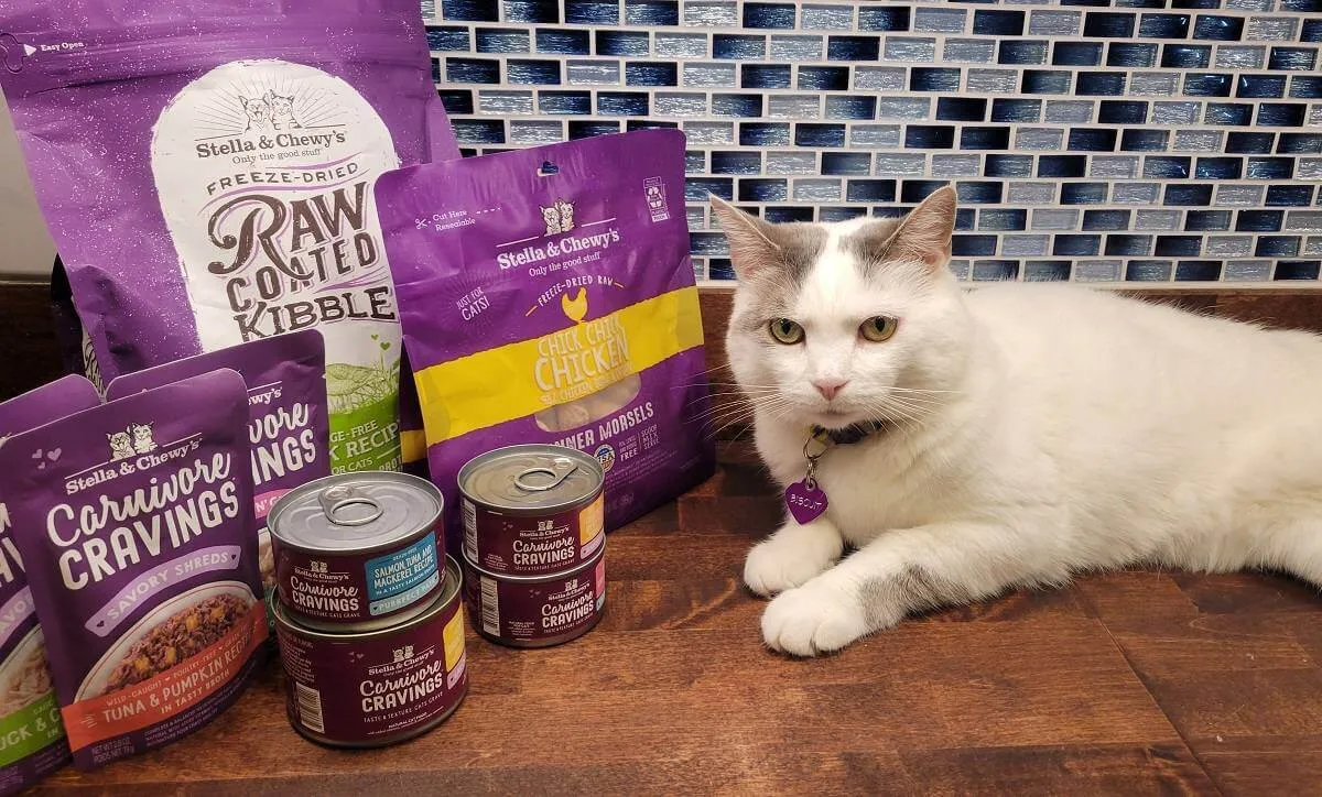 A cat intently watching a bowl of Stella & Chewy's freeze-dried cat food morsels