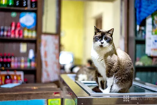 A cat resting on a counter in a bodega, representing the urban pet community and unique pet stories