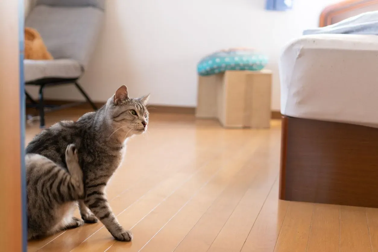 A cat sitting on the floor itching its side, showing signs of dry skin and dandruff
