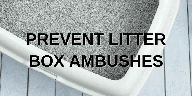 A cat using an open litter box with multiple escape routes