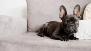 A charming French Bulldog with its distinctive bat ears and a short fawn coat, looking relaxed