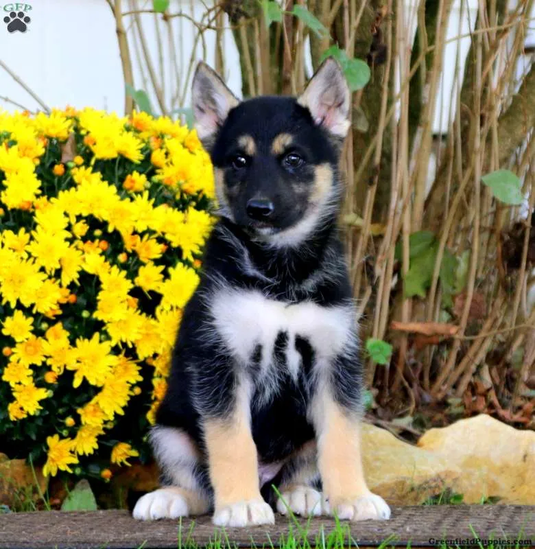 A charming German Shepherd mix puppy with expressive eyes sits attentively.