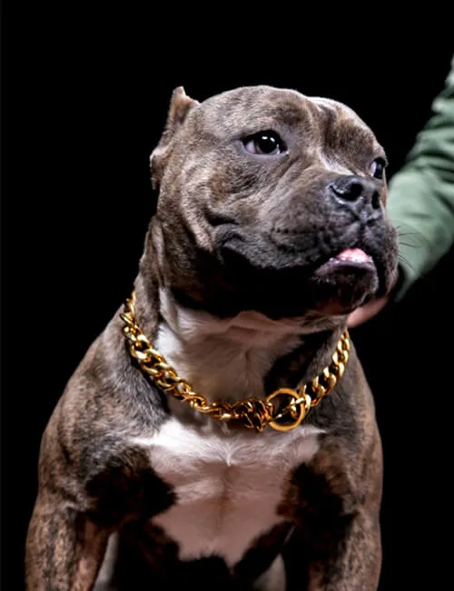 A charming medium-sized dog wearing a stylish gold dog collar, looking directly at the camera.