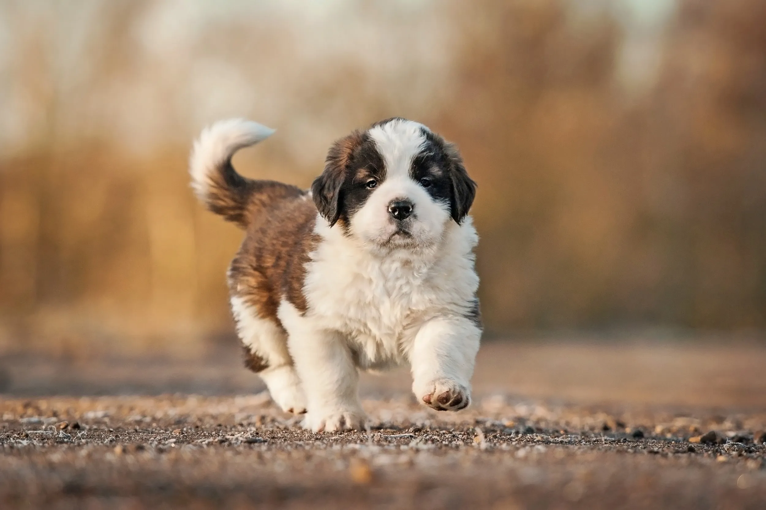 A charming Saint Bernard puppy walking outdoors on a dirt path