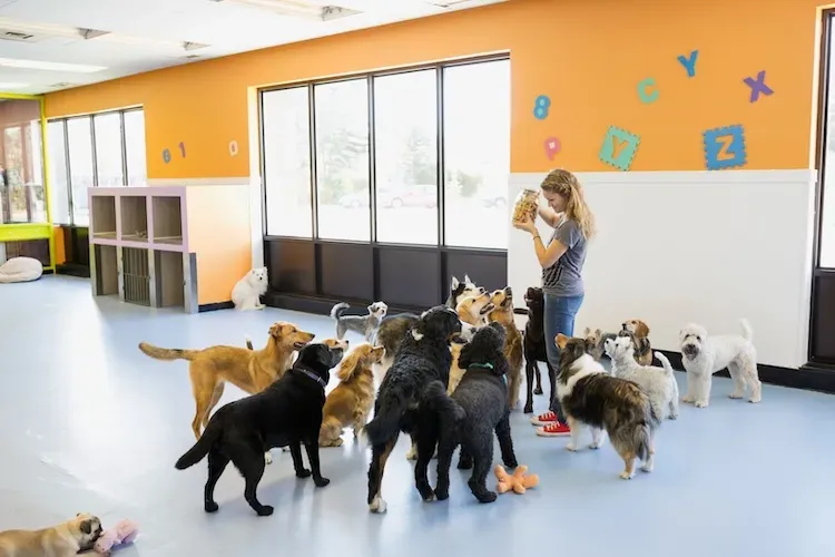 A cheerful dog boarding business owner offering treats to attentive dogs.
