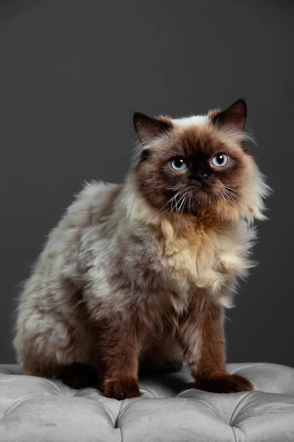 A Chocolate Point Himalayan cat with its ivory body and milk chocolate points.