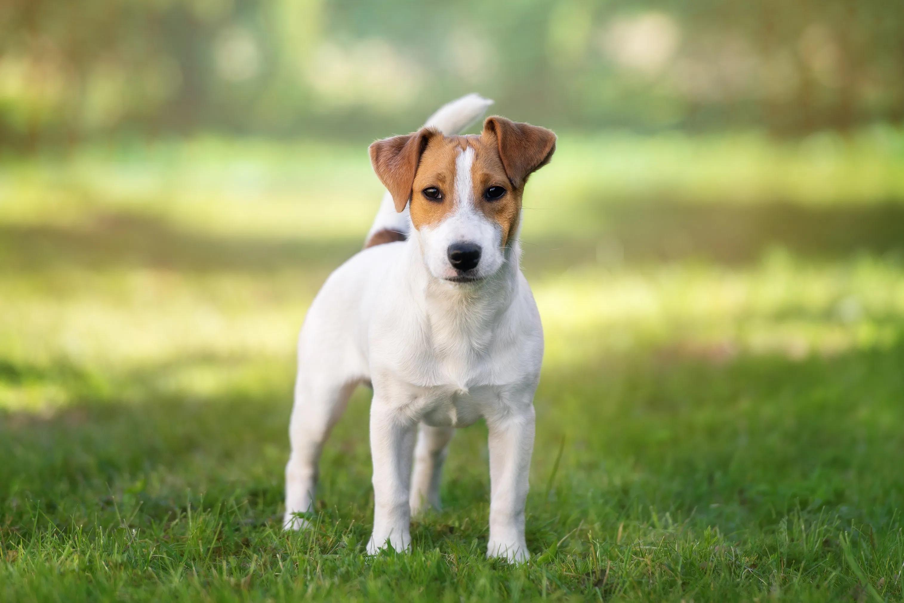 A classic Russell Terrier standing alert in a grassy field.