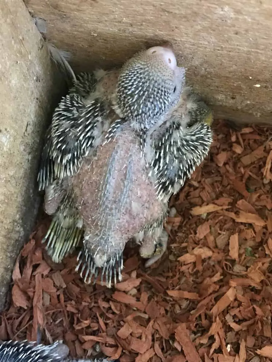 A clean and enriched budgie cage with toys and perches.
