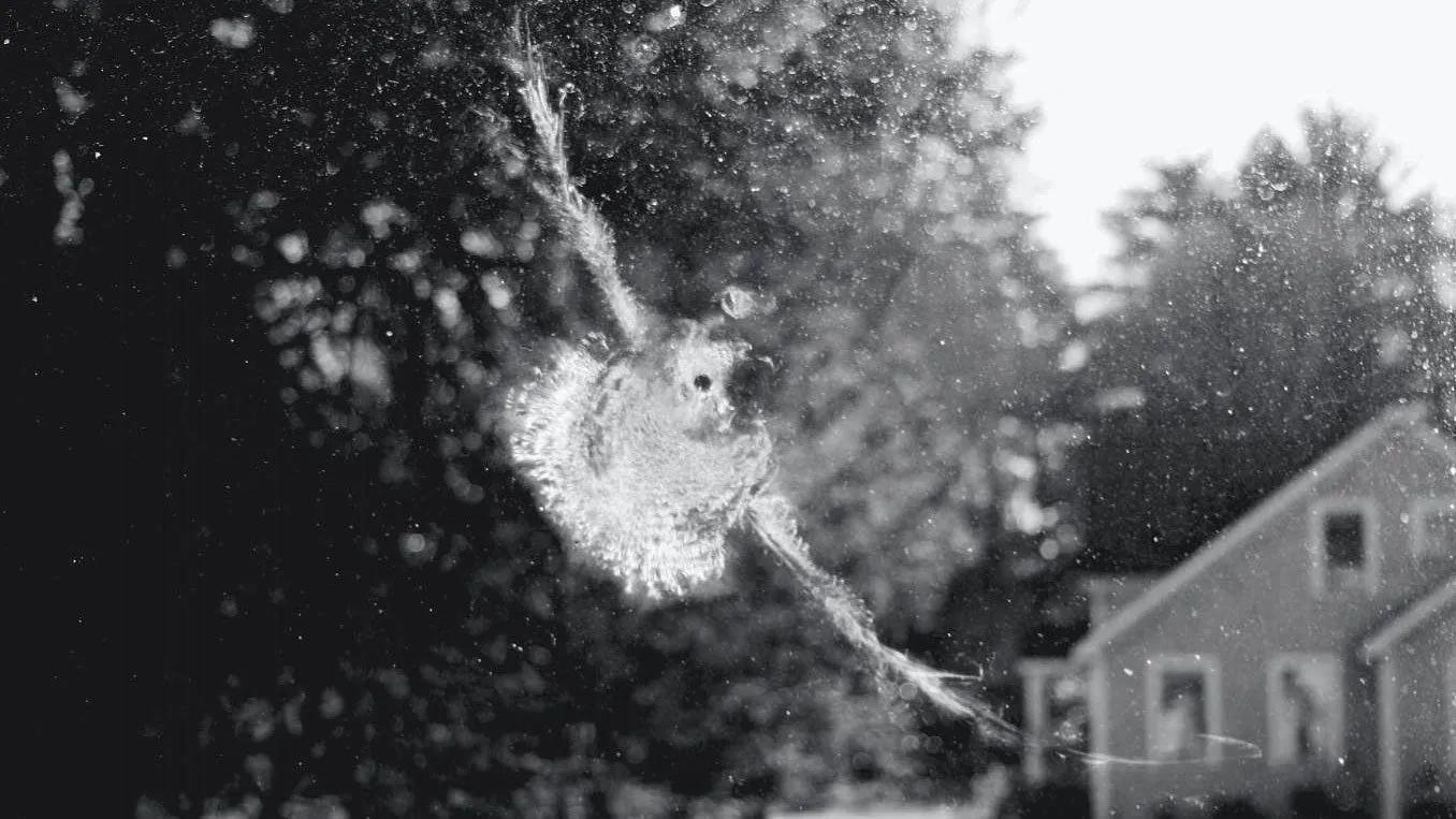 A clear imprint of a Mourning Dove left on a window after a collision, illustrating the force and tragic outcome of bird strikes.