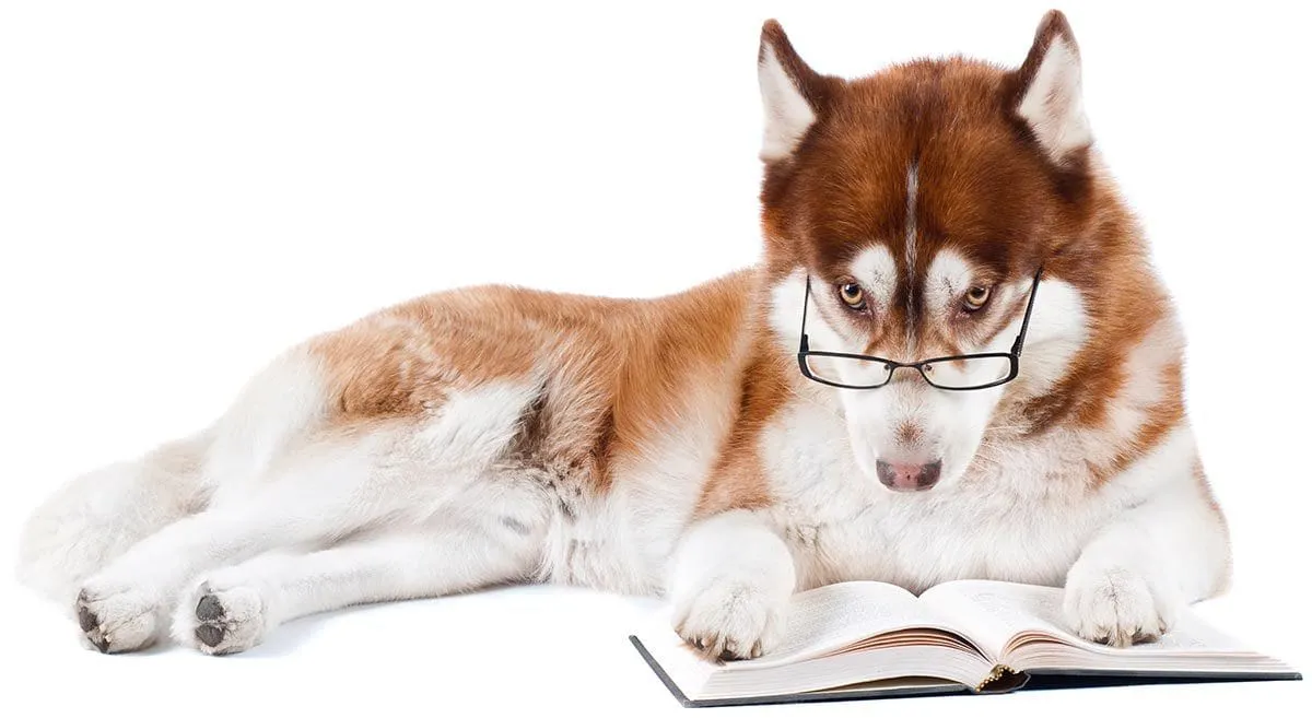 A clever dog, possibly a rescue, is intently reading a stack of various dog training books on a cozy rug, showcasing the importance of knowledge for canine well-being.