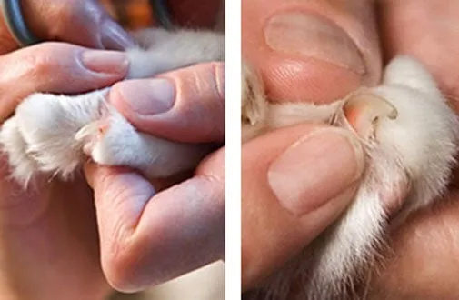 A close-up image of a cat's paw being gently held, demonstrating how to inspect the pads and trim the nails for proper paw and nail care.