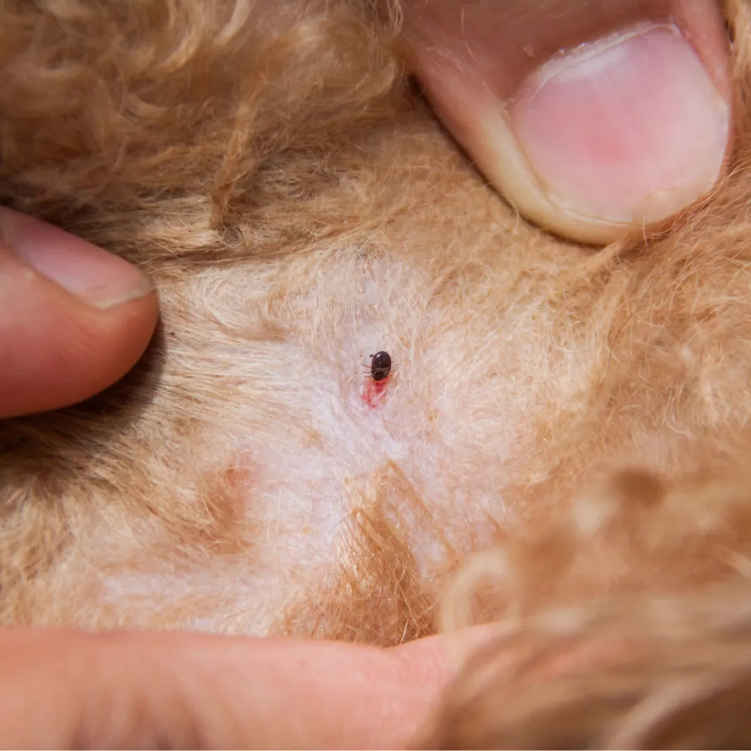 A close-up image of a flea on a dog's fur, highlighting the need for effective treatment