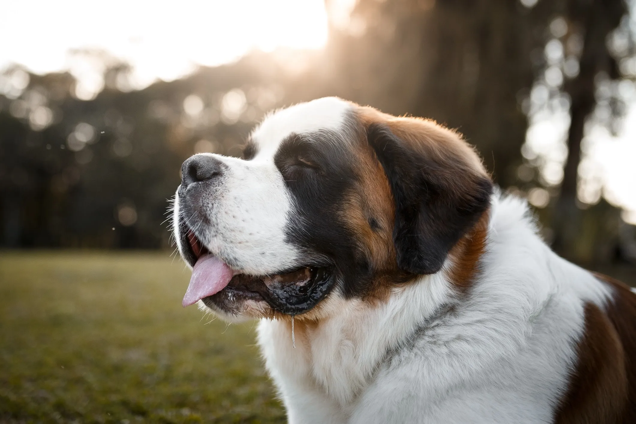 A close-up image showcasing the gentle face of a Saint Bernard