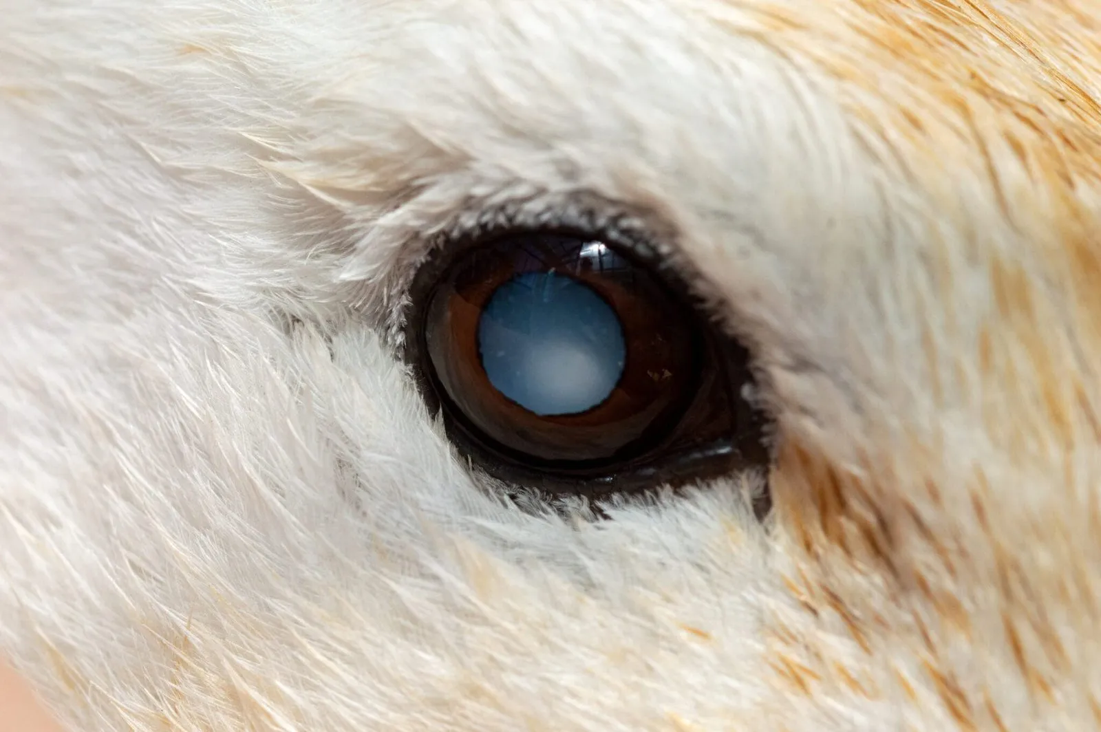 A close-up macro shot of a domestic breed duck's eye, clearly showing a cataract causing cloudiness in the lens