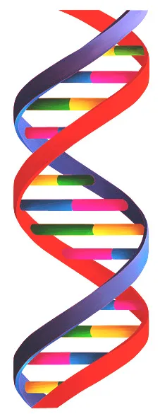 A close-up of a Basset Hound's face, symbolizing the importance of genetic testing and health guarantees.
