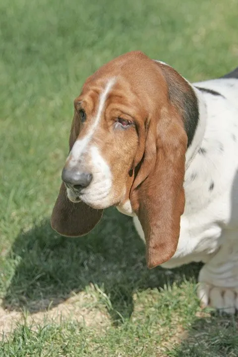 A close-up of a Basset Hound's gentle face with soulful eyes and characteristic long, droopy ears